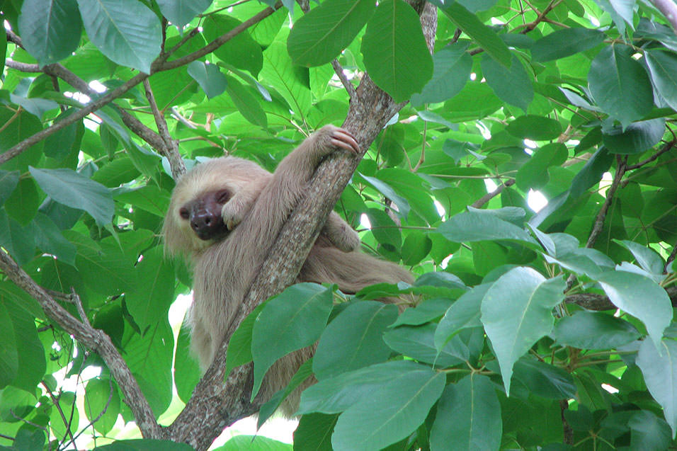 Monkey & Sloth Quest. Morgans Rock Ecolodge. San Juan del Sur, Nicaragua.