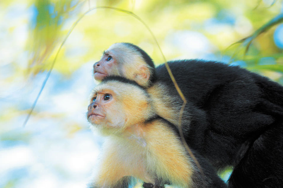 Monkey & Sloth Quest. Morgans Rock Ecolodge. San Juan del Sur, Nicaragua.