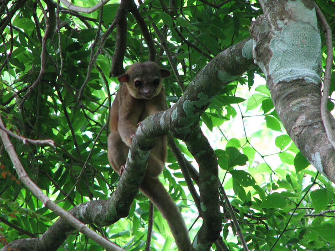 Monkeys. Morgans Rock. San Juan del Sur. Nicaragua